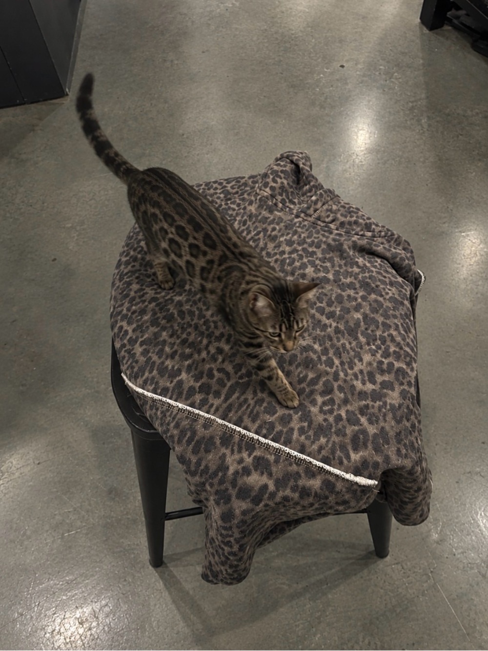 Plush Leopard-Print Cat Blanket - Gray
